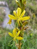 Asphodeline lutea