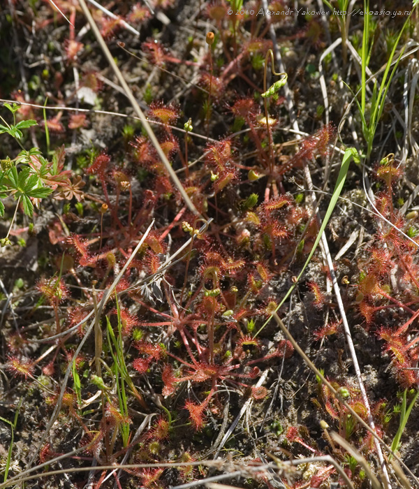 Изображение особи Drosera rotundifolia.