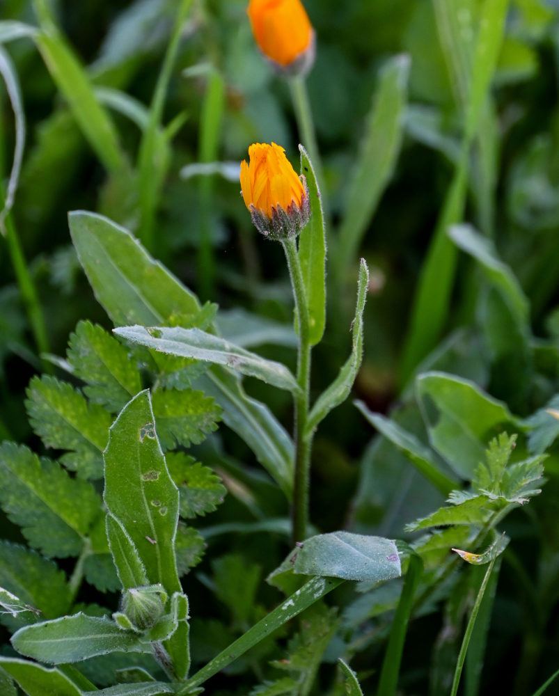 Image of Calendula arvensis specimen.