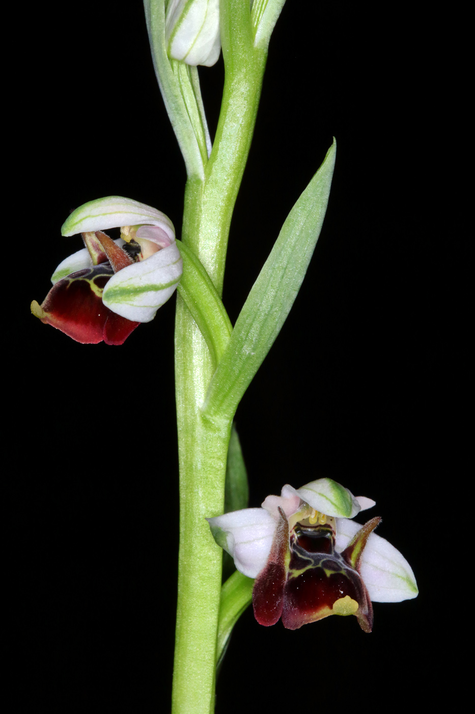 Изображение особи Ophrys oestrifera.