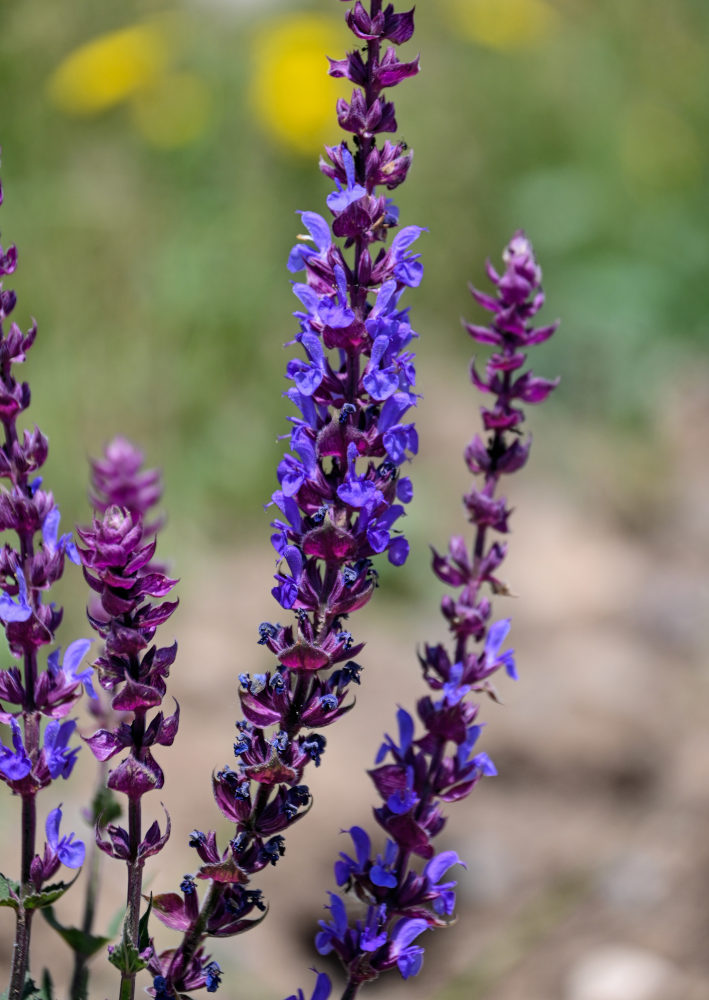 Image of Salvia nemorosa specimen.