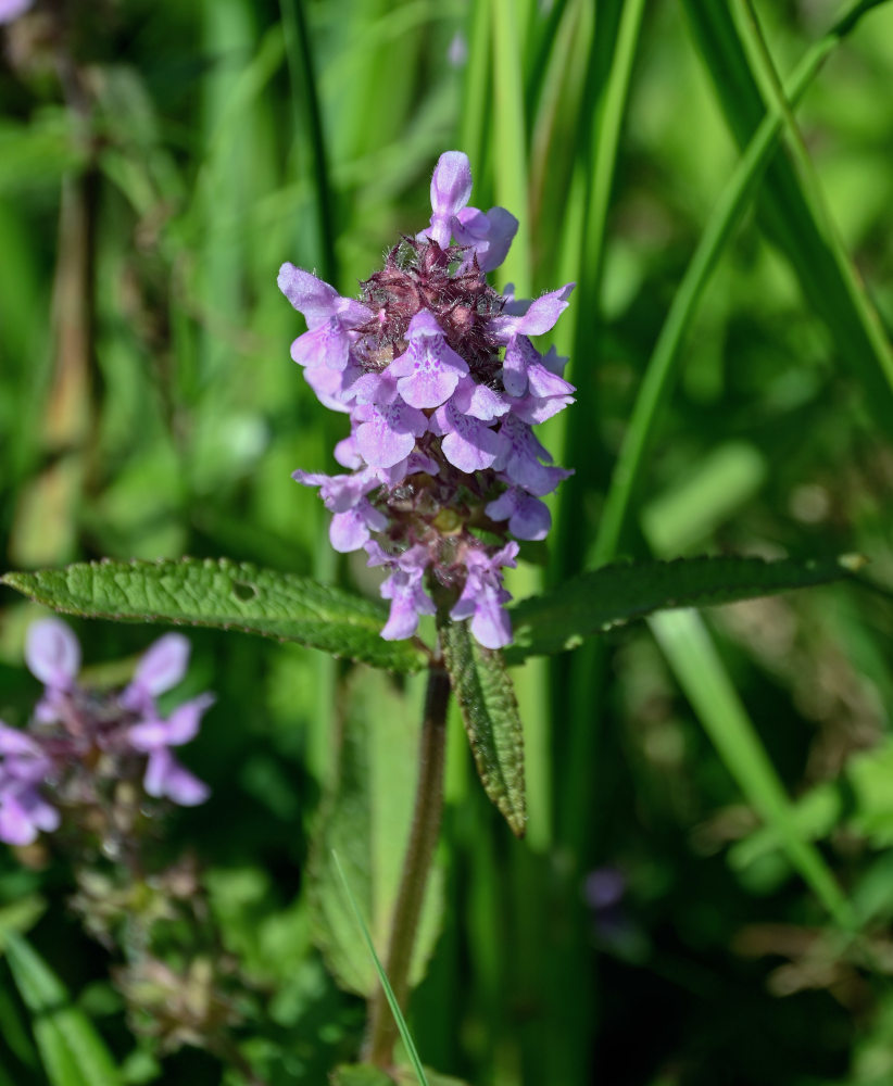 Image of Stachys aspera specimen.