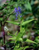 Veronica longifolia