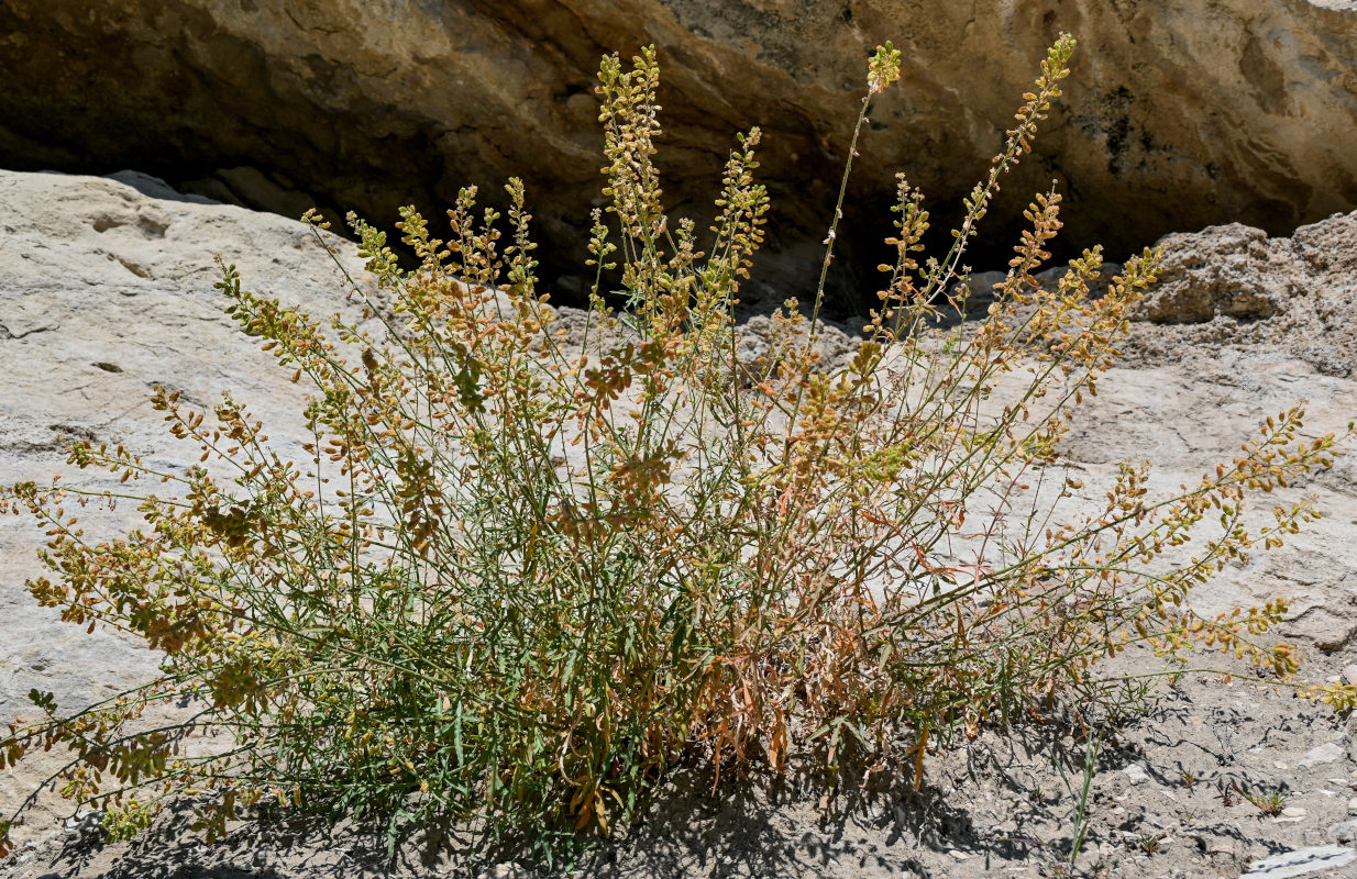 Image of Reseda lutea specimen.