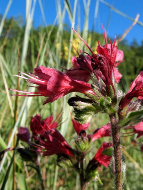 Изображение особи Echium russicum.