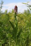 Dactylorhiza incarnata. Цветущее растение. Крым, Байдарская долина, луг. 20.05.2024.