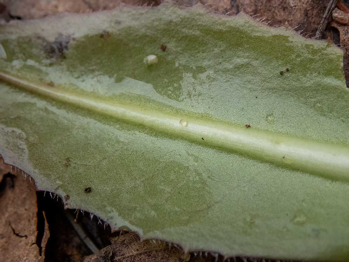 Image of Trommsdorffia maculata specimen.