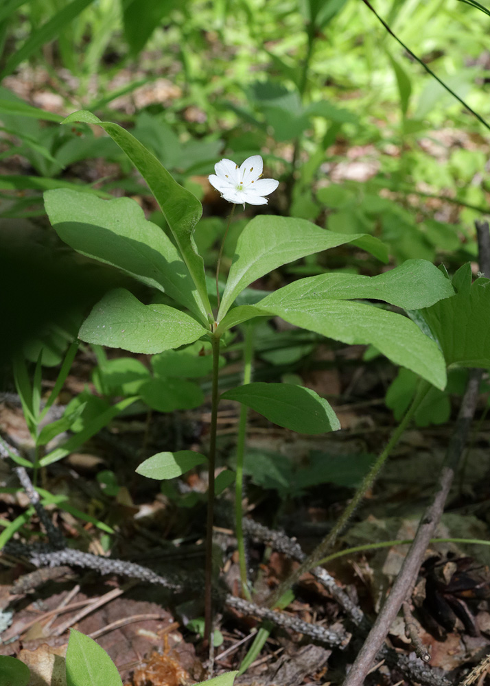 Image of Trientalis europaea specimen.