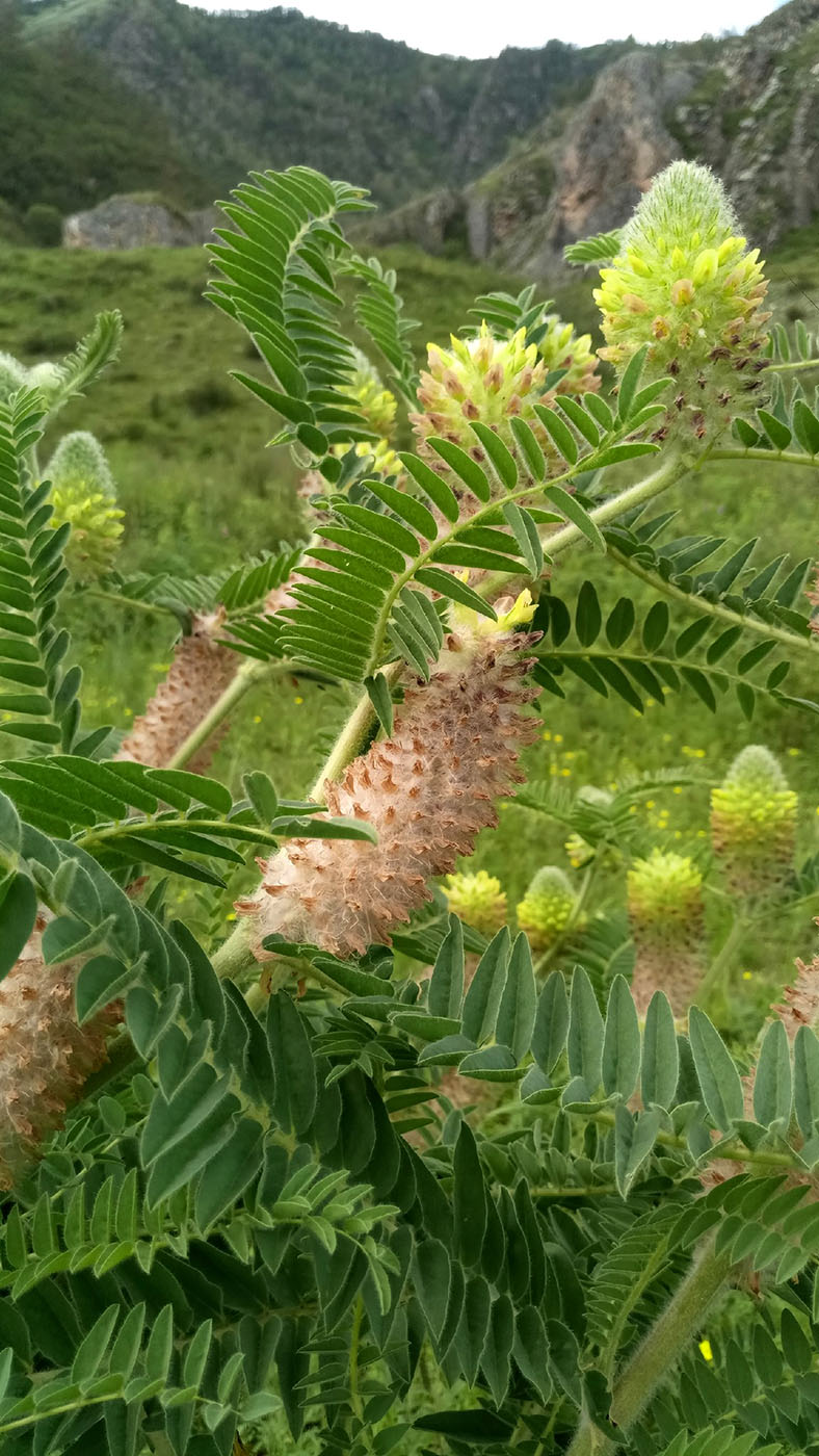 Image of Astragalus alopecurus specimen.