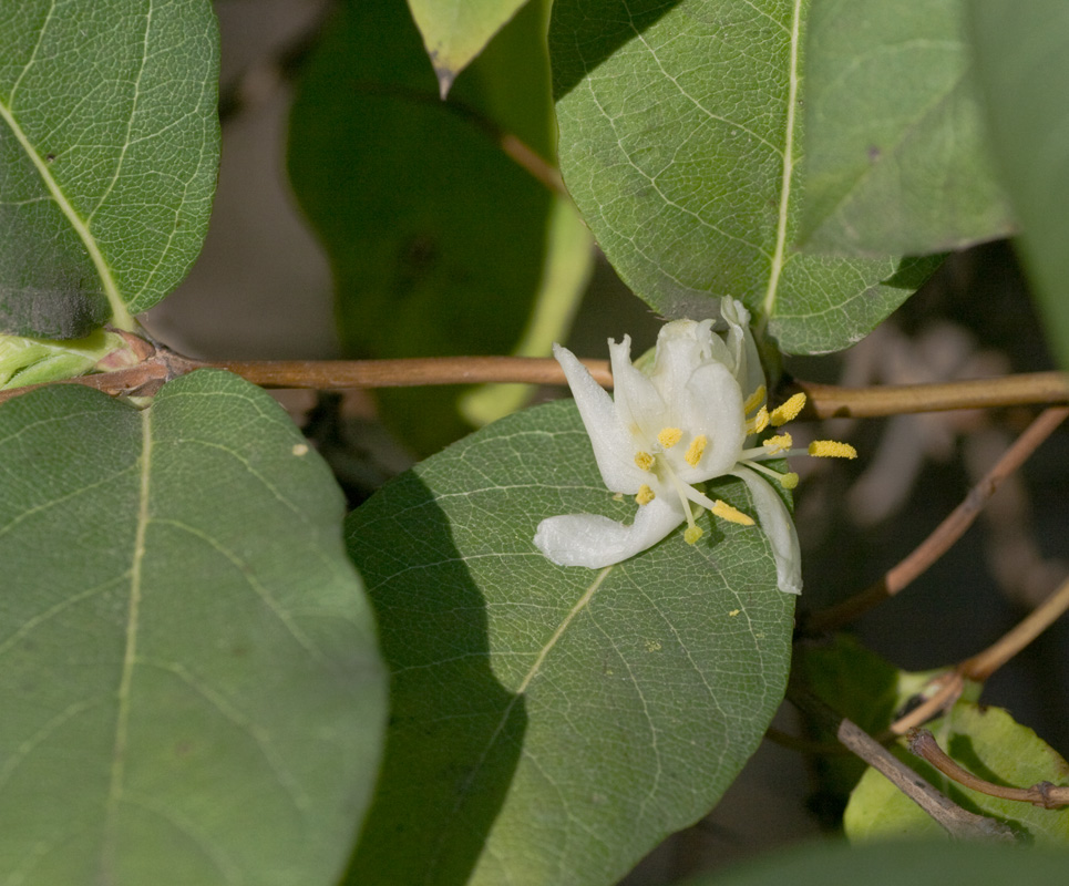 Image of Lonicera fragrantissima specimen.