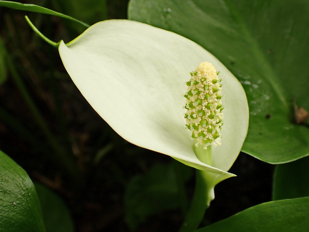 Изображение особи Calla palustris.