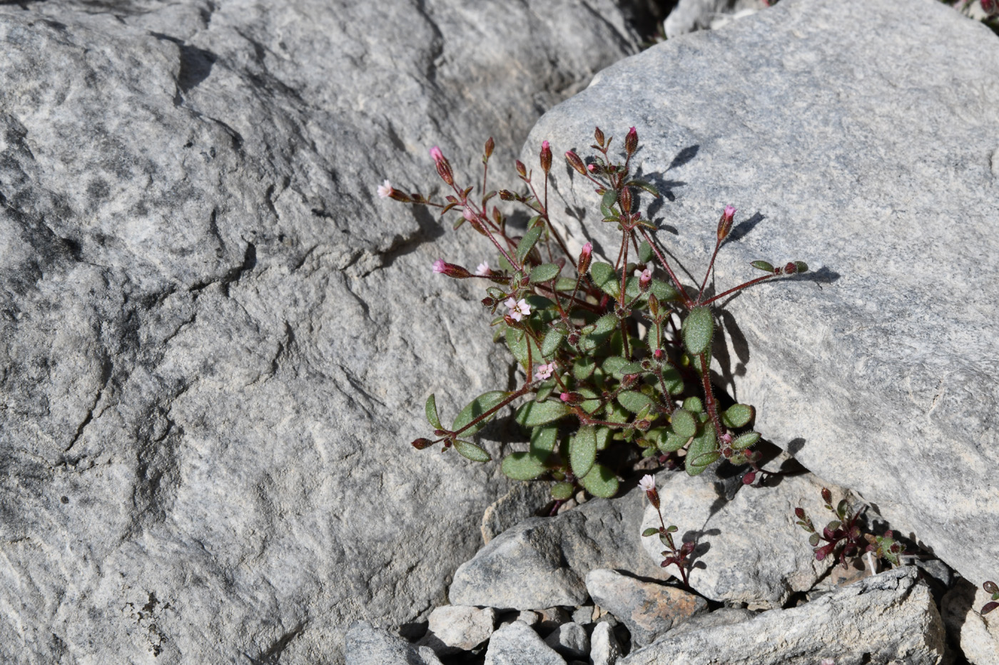 Изображение особи Psammophiliella floribunda.