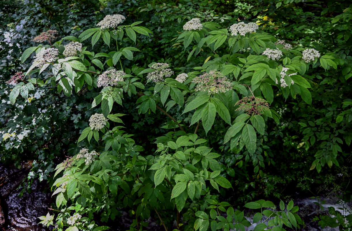 Image of Sambucus nigra specimen.