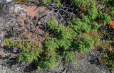 Juniperus sibirica. Ветви с незрелыми шишкоягодами. Красноярский край, Таймырский Долгано-Ненецкий р-н, плато Путорана, водопад Китабо-Орон, каменистый склон. 26.07.2023.