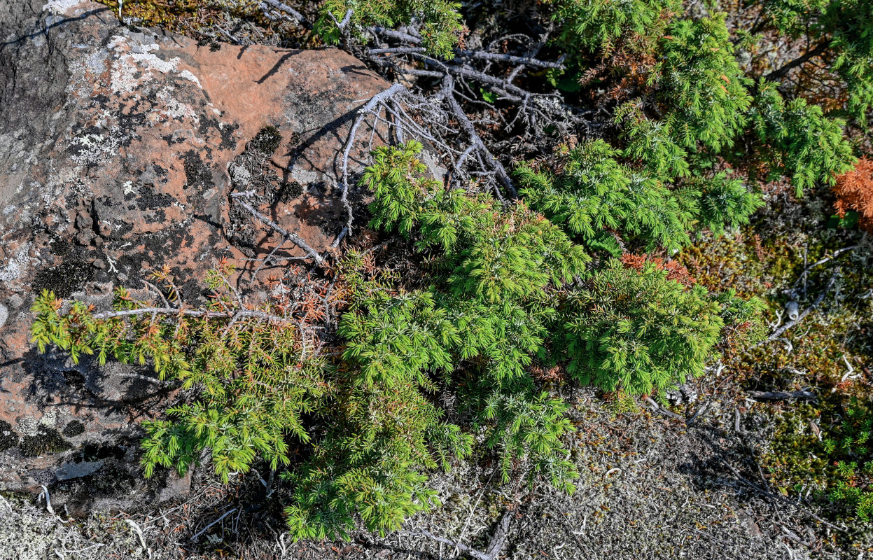 Изображение особи Juniperus sibirica.