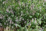 Persicaria pilosa. Цветущие растения. Приморский край, г. Владивосток, на пустыре. 04.09.2018.