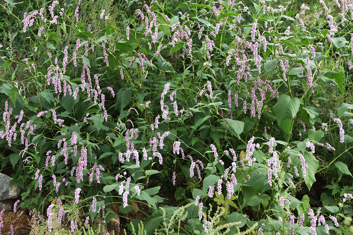 Изображение особи Persicaria pilosa.