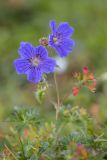 Geranium gymnocaulon. Верхушка цветущего растения. Карачаево-Черкесия, Урупский р-н, верховья притока р. Ацгара, субальпийский луг. 09.08.2024.