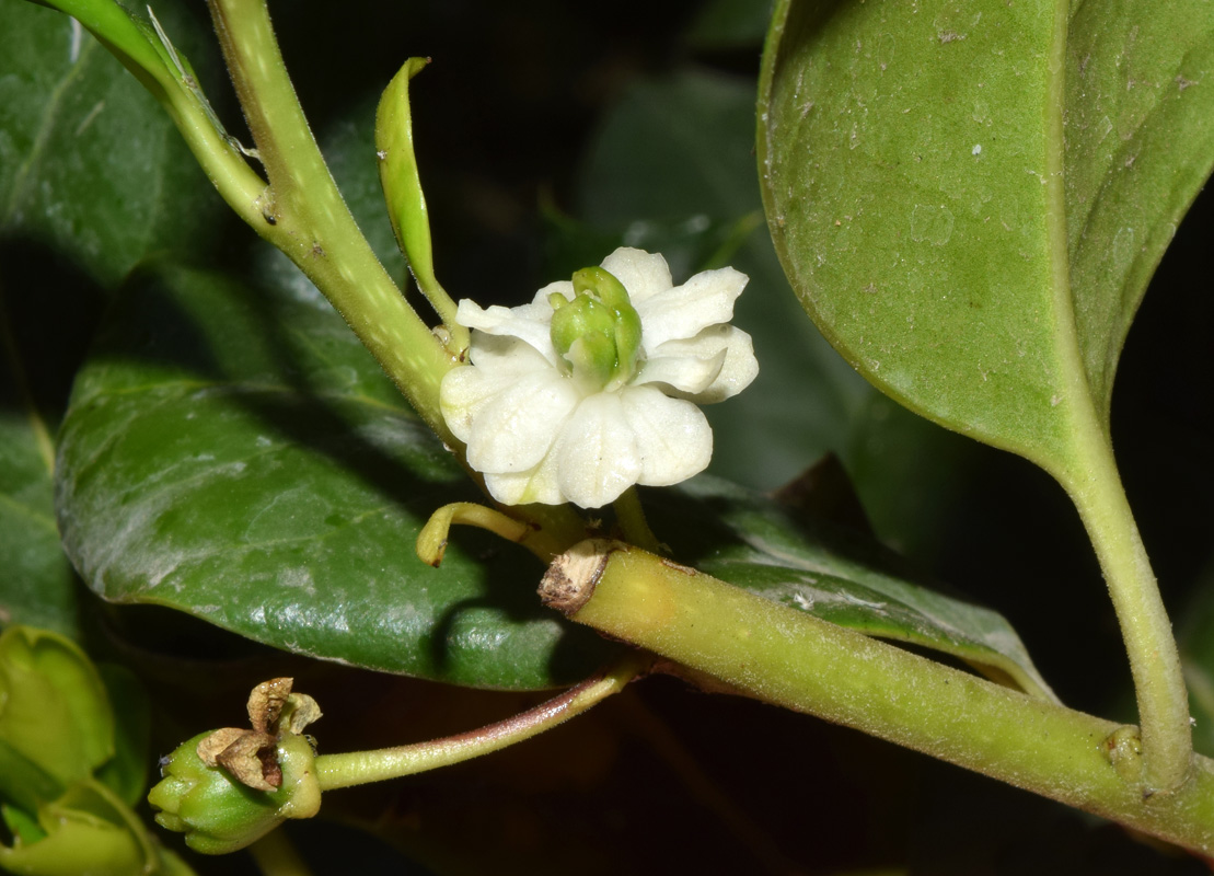 Image of Ilex aquifolium specimen.