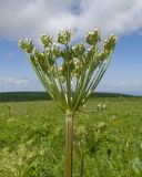 Agasyllis latifolia. Верхушка побега с незрелым соплодием. Карачаево-Черкесия, Зеленчукский р-н, гора Джисса, ≈ 1600 м н.у.м., субальпийский луг. 14.06.2024.