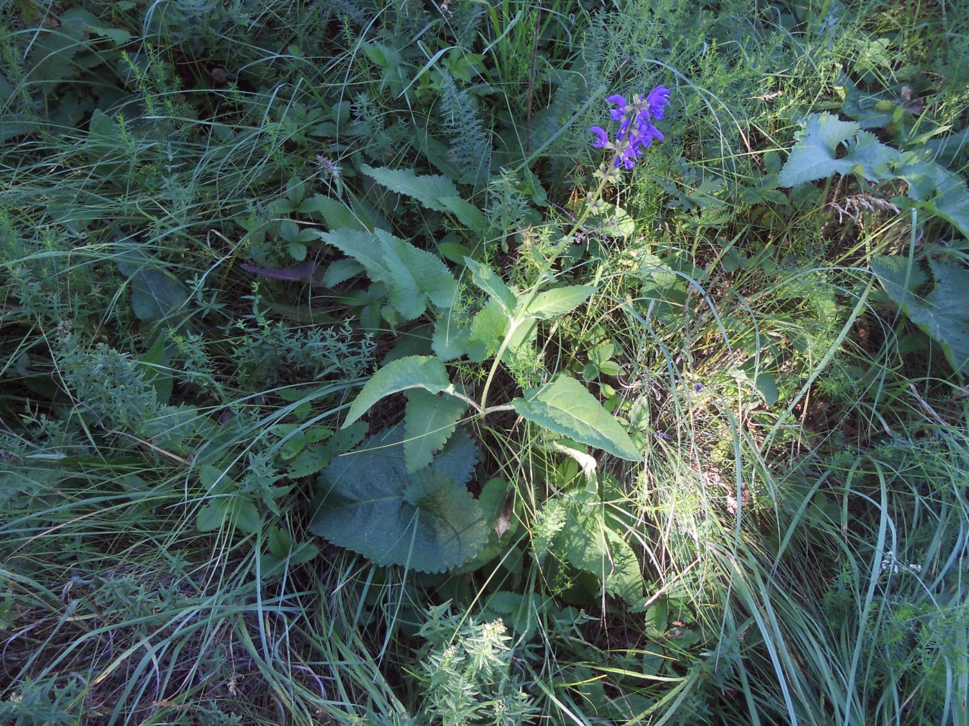 Изображение особи Salvia pratensis.