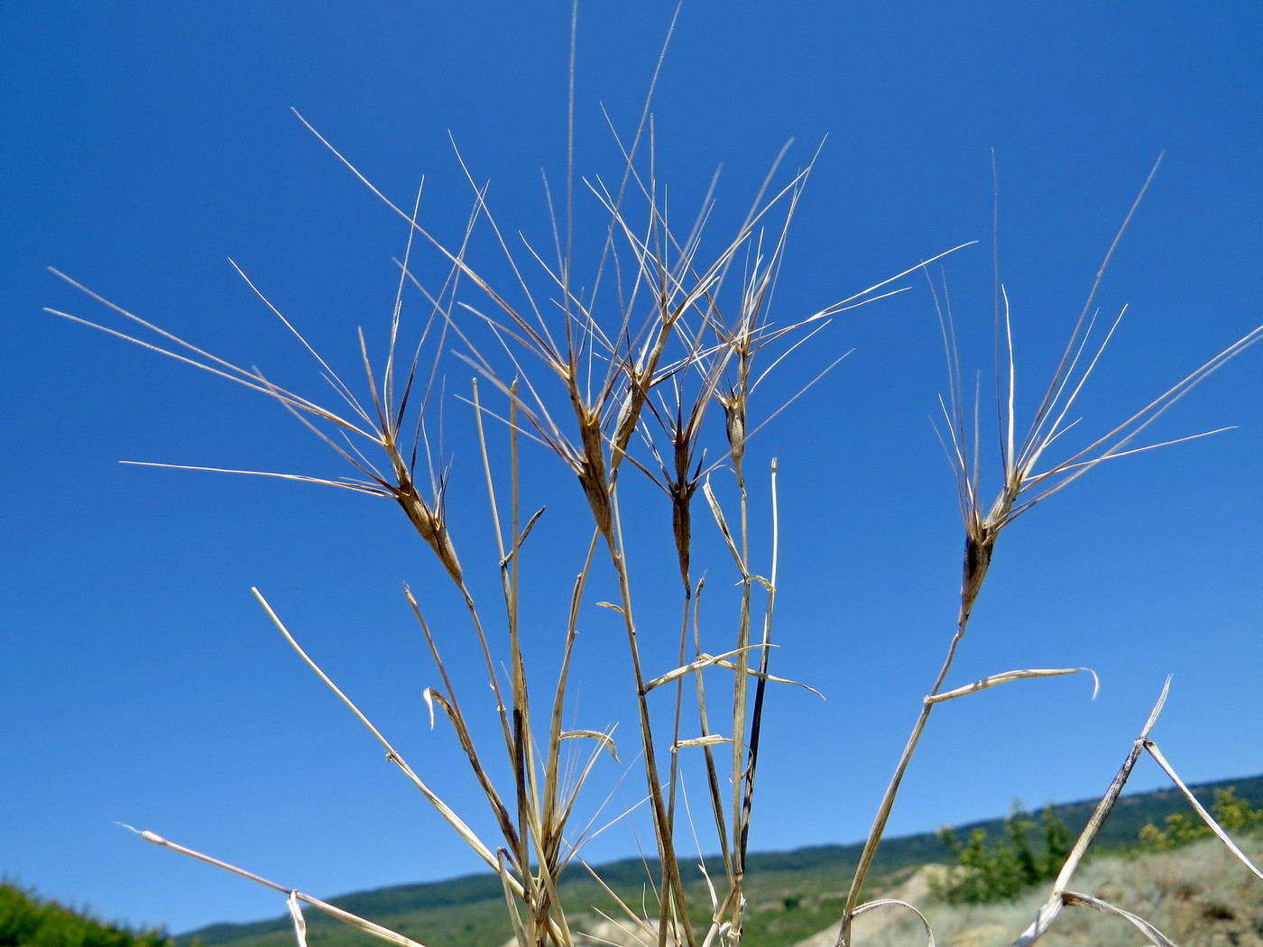 Изображение особи Aegilops biuncialis.