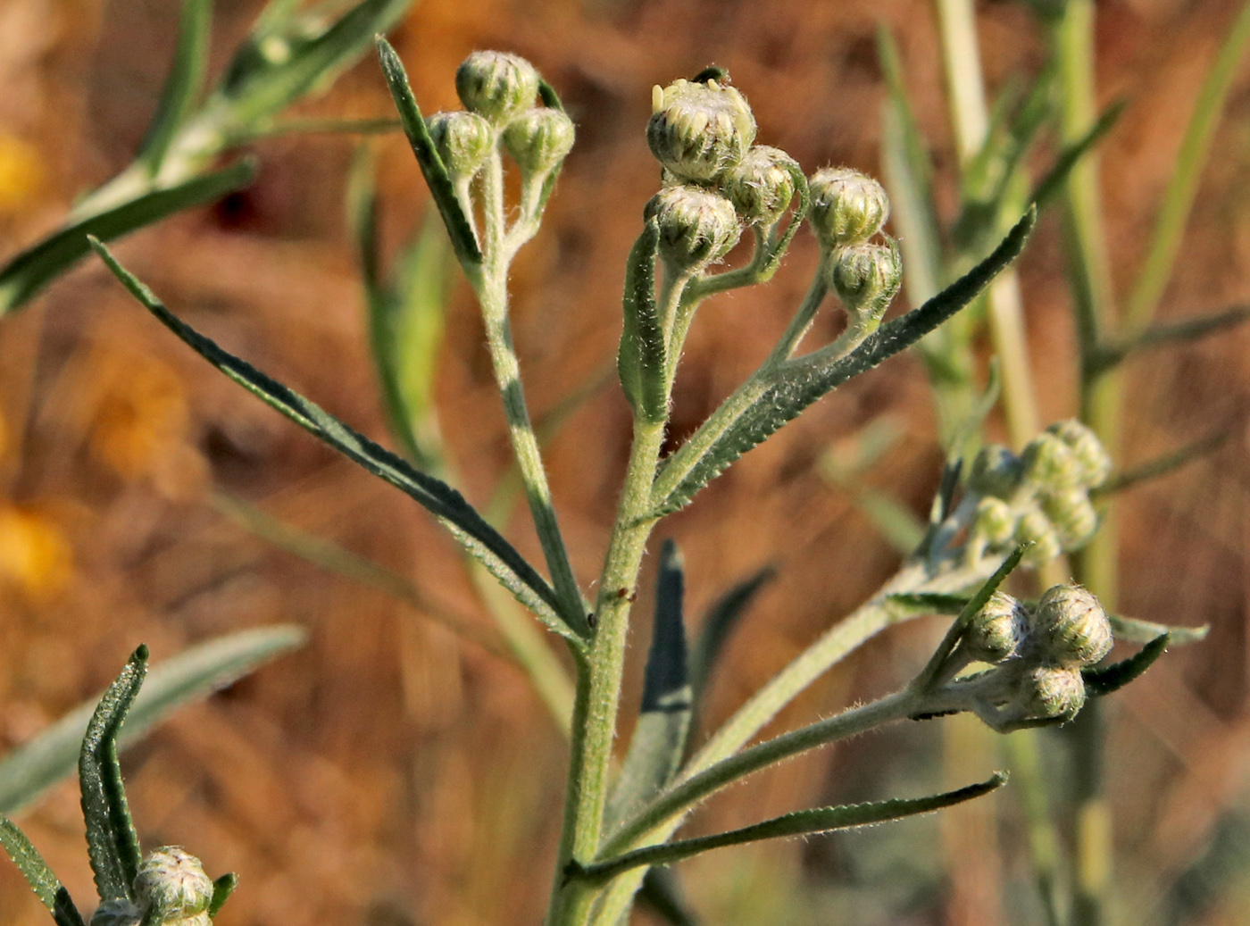 Image of Achillea ptarmica specimen.