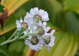 Achillea ptarmica subspecies macrocephala. Верхушка цветущего растения (видны обёртки соцветий). Камчатский край, Елизовский р-н, берег оз. Тахколоч, луг. 04.08.2024.