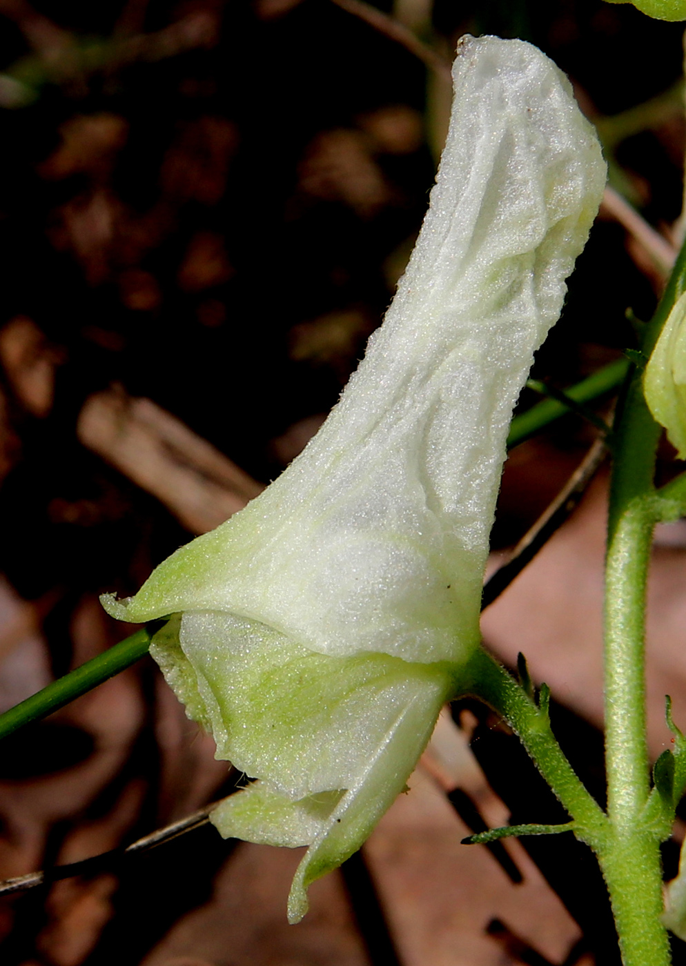 Изображение особи Aconitum lasiostomum.