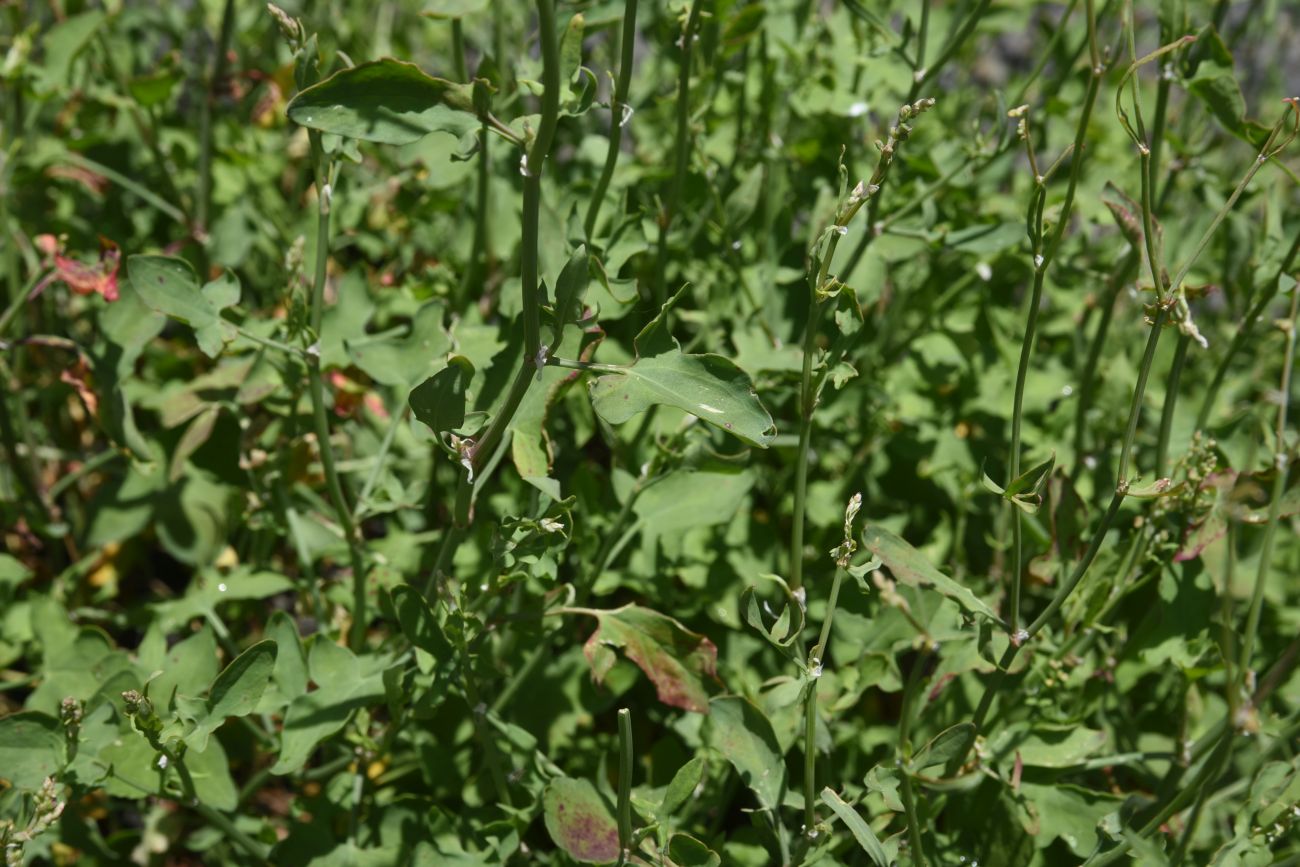 Image of Rumex hastifolius specimen.