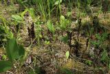 Hypopitys monotropa. Сухие прошлогодние побеги с соплодиями в окружении побегов Convallaria majalis, Trifolium и злаков. Ленинградская обл., Волосовский р-н, окр. дер. Донцо, зеленомошно-травяной елово-сосновый лес на карбонатной почве. 22.06.2024.