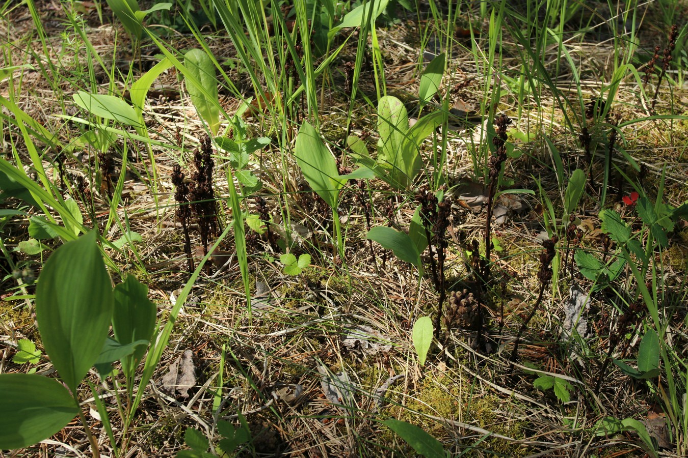 Изображение особи Hypopitys monotropa.