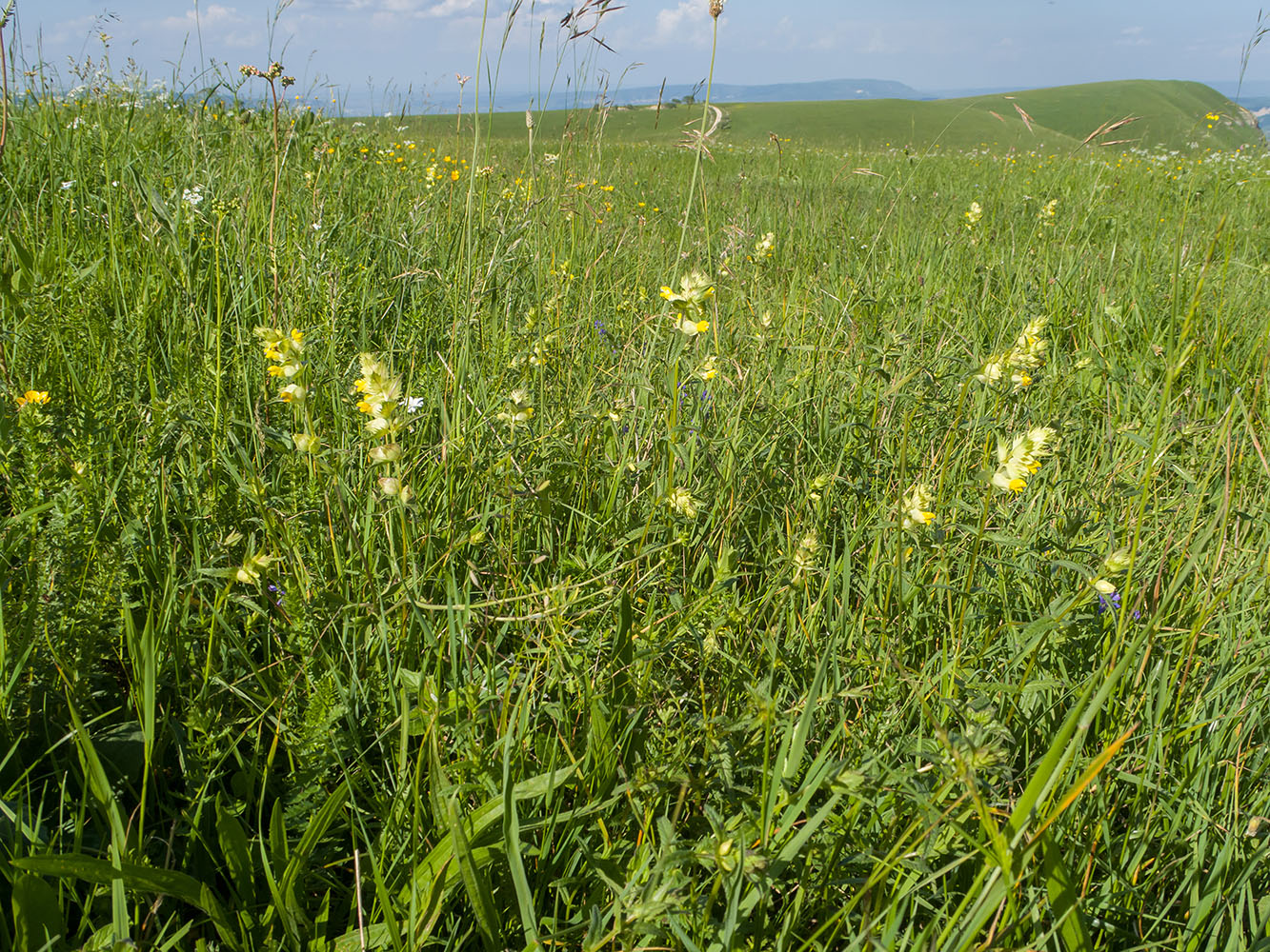 Изображение особи Rhinanthus vernalis.