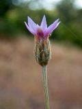 Xeranthemum cylindraceum