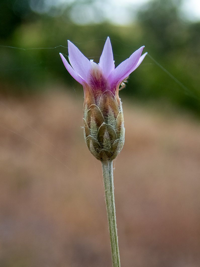 Image of Xeranthemum cylindraceum specimen.