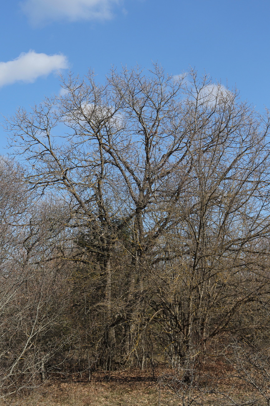 Image of Quercus dalechampii specimen.