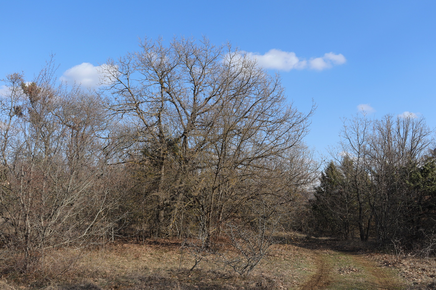 Изображение особи Quercus calcarea.