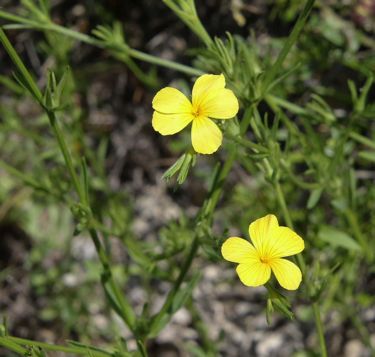 Image of Linum nodiflorum specimen.