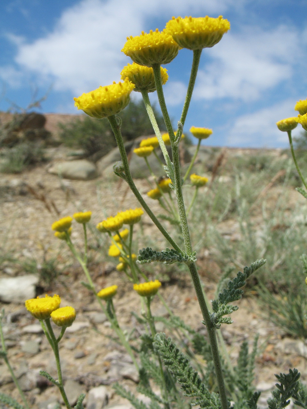Изображение особи Tanacetum santolina.