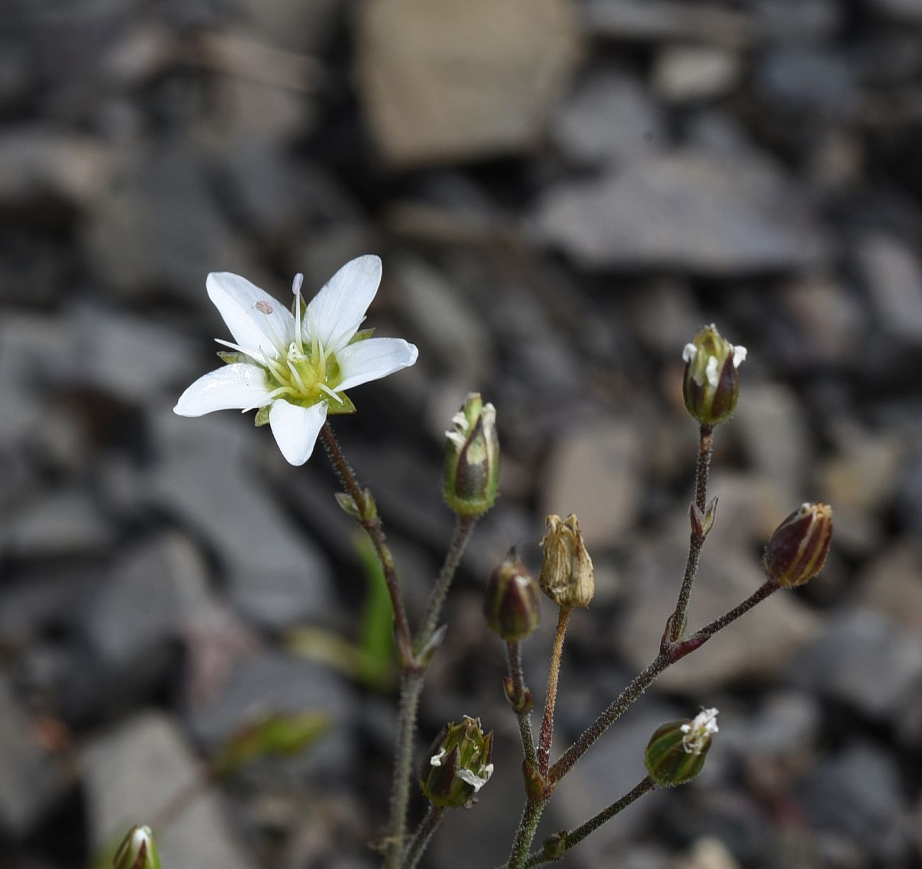 Изображение особи семейство Caryophyllaceae.