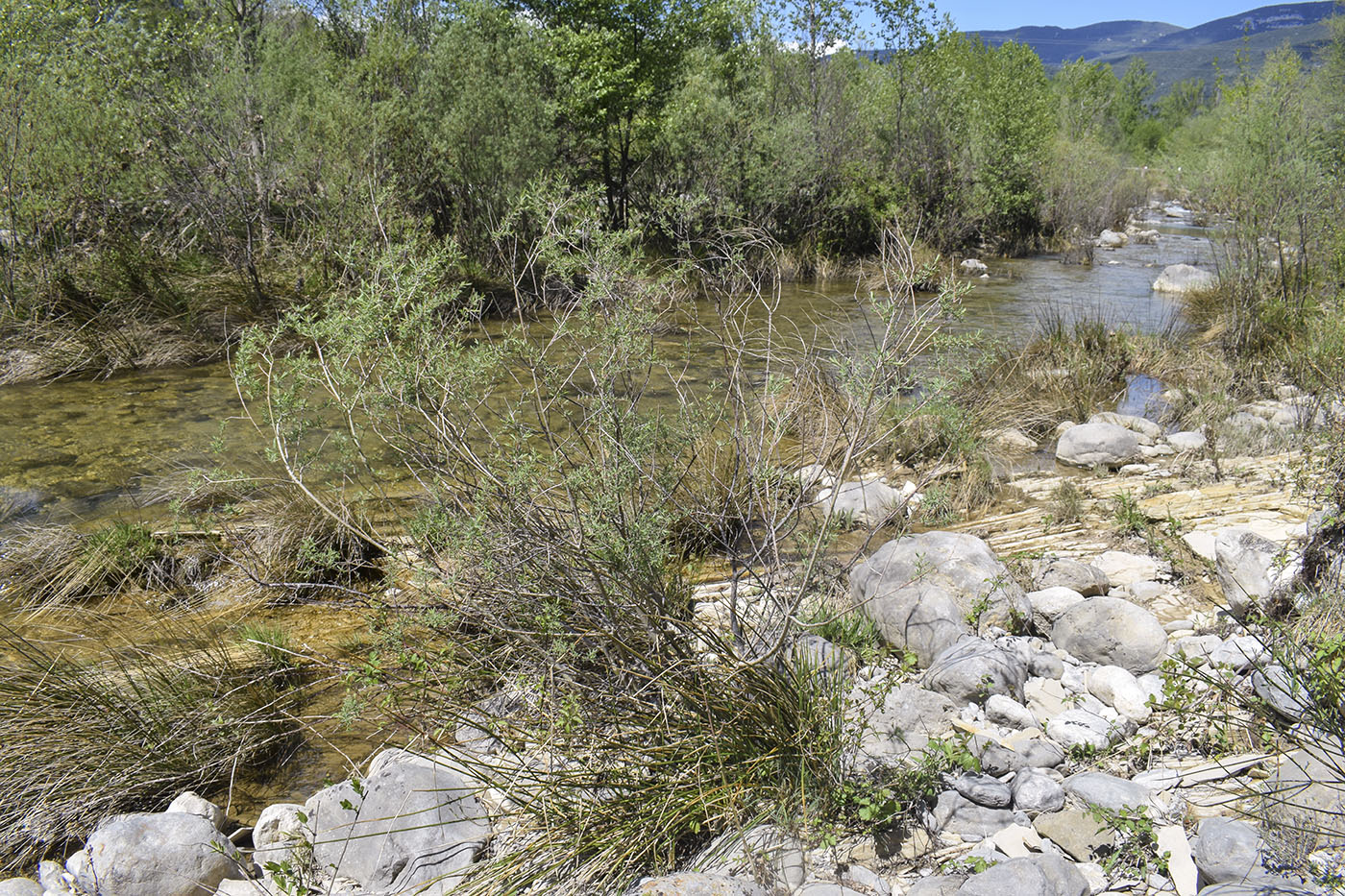 Image of Salix purpurea specimen.
