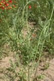 View full-size image Papaver dubium