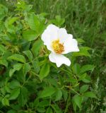 View gallery of subtaxa Image of specimen