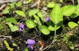 Смотреть изображение Viola phalacrocarpa