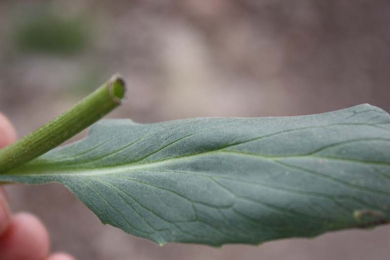 Image of Doronicum oblongifolium specimen.