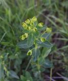 View full-size image genus Euphorbia