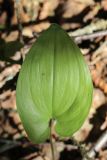 View full-size image Maianthemum bifolium