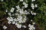 View full-size image Arabis caucasica