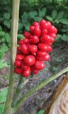 View full-size image Arisaema triphyllum