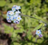 Смотреть изображение Myosotis alpestris